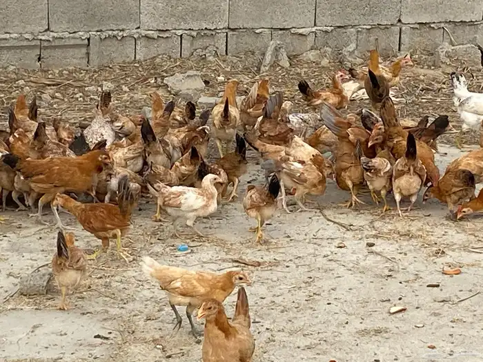 دجاج بلدي للبيععع 57