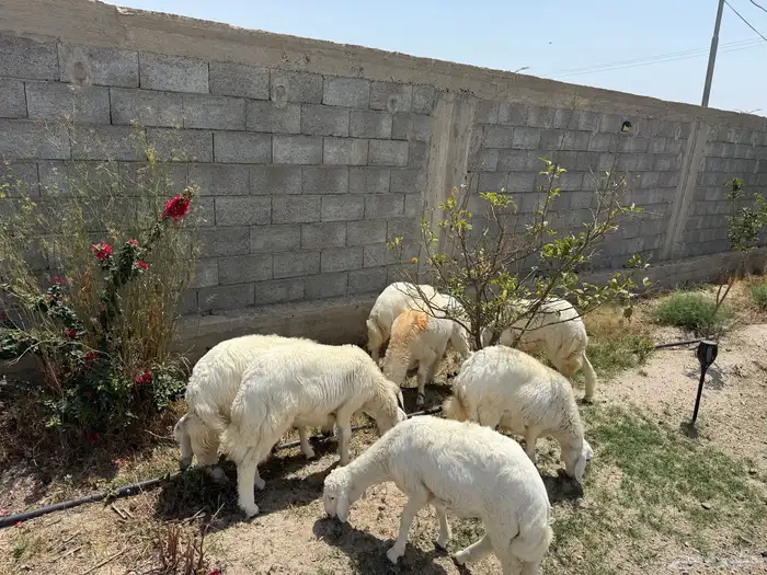 خرفان العداد 7 طيبه ونظيفه 1