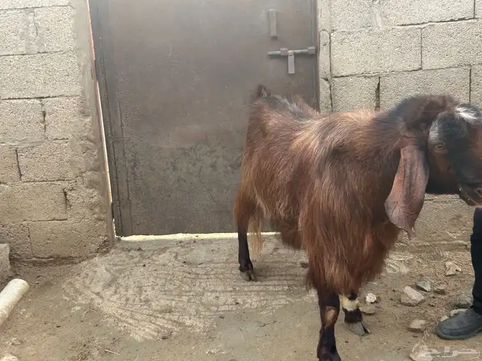 فحل ادهم جرم ناهي 2