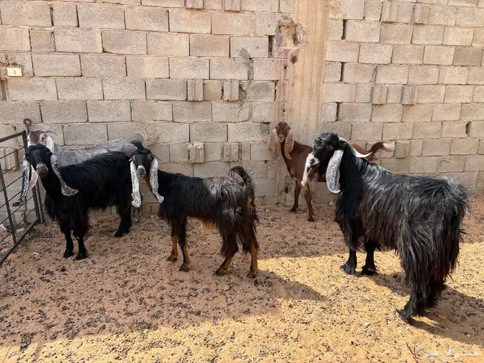 معزا عوارض ومشاريك 2