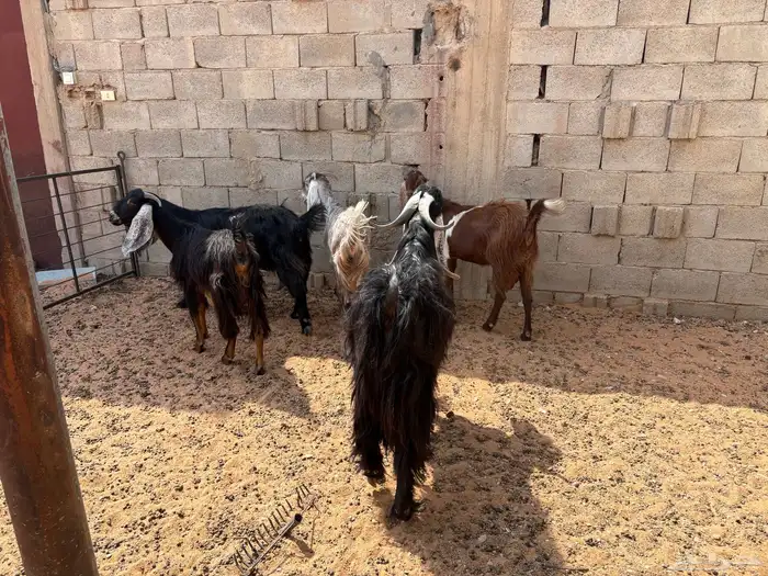 معزا عوارض ومشاريك 1