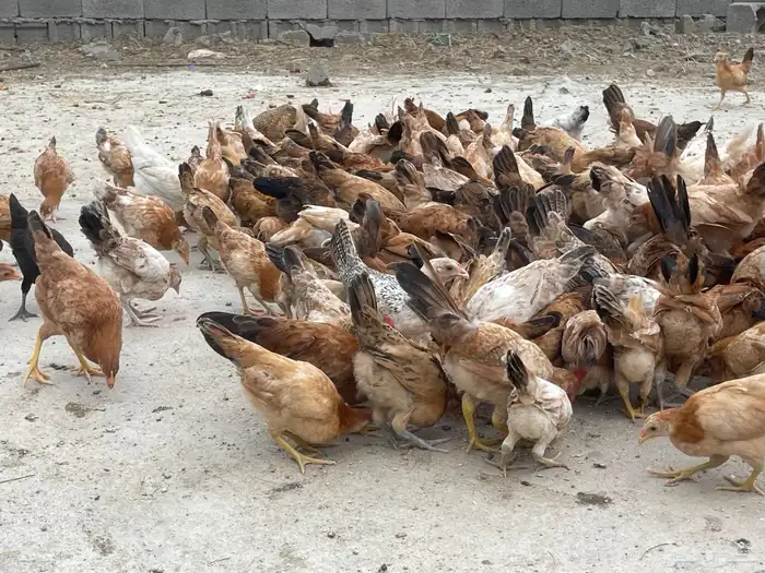دجاج بلدي للبيععع 45