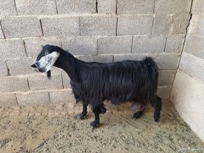 معزا عوارض طيبة 2