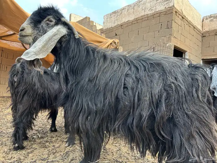 تيس فحل عارضي اصل 2