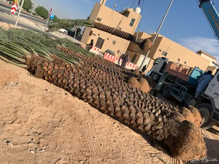 نخل واشجار وزيتون 3