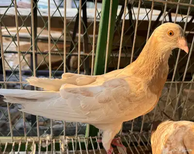 زاجل زينه index