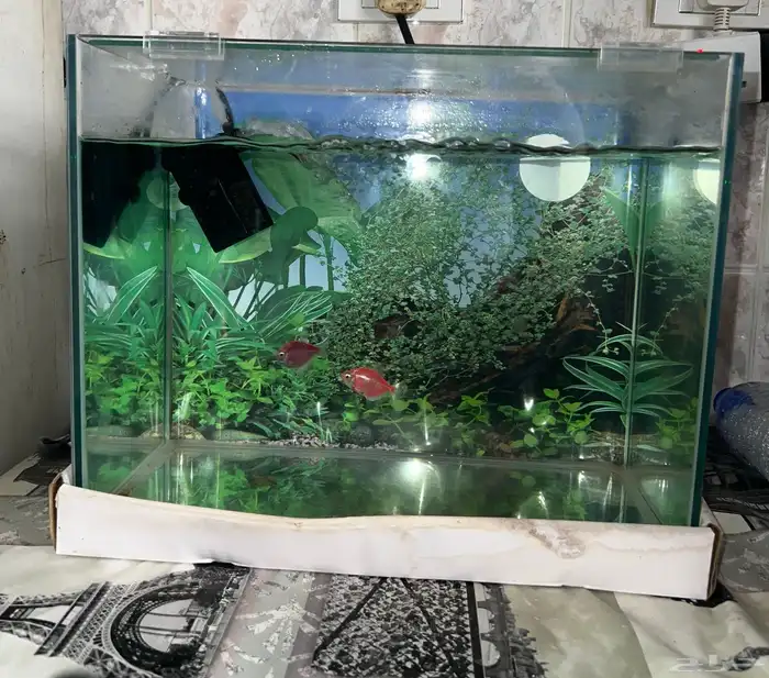 حوض أسماك صغير حوض أسماك صغير Pet Fish Aquarium with pump 2