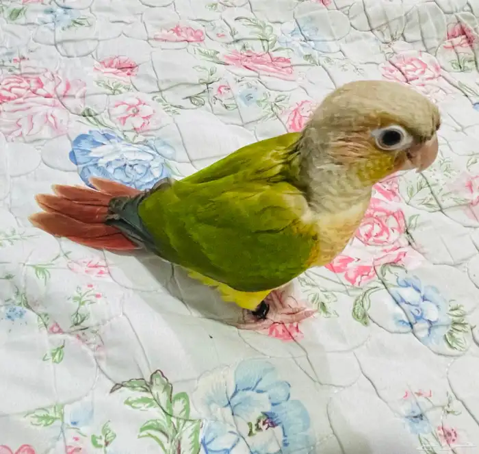 فرخ كنيور نهاية فطام 1