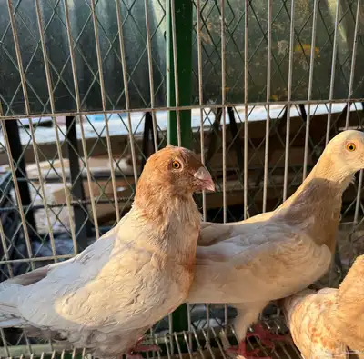 زاجل زينه index