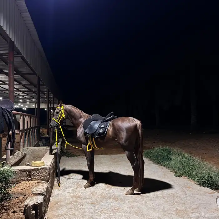 إيواء 4 غرف خيل 1