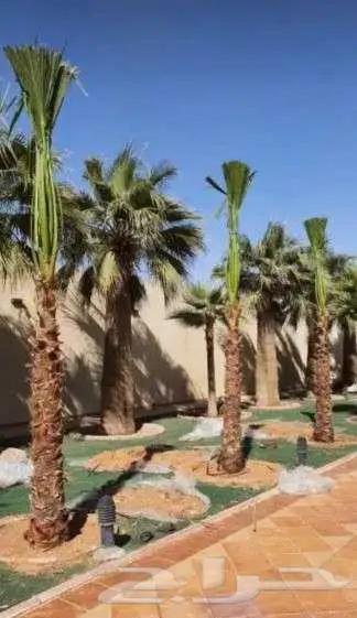 نخل واشنطني للبيع 5