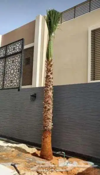 نخل واشنطني للبيع 4