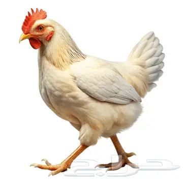 دجاج شاورما جمله 0