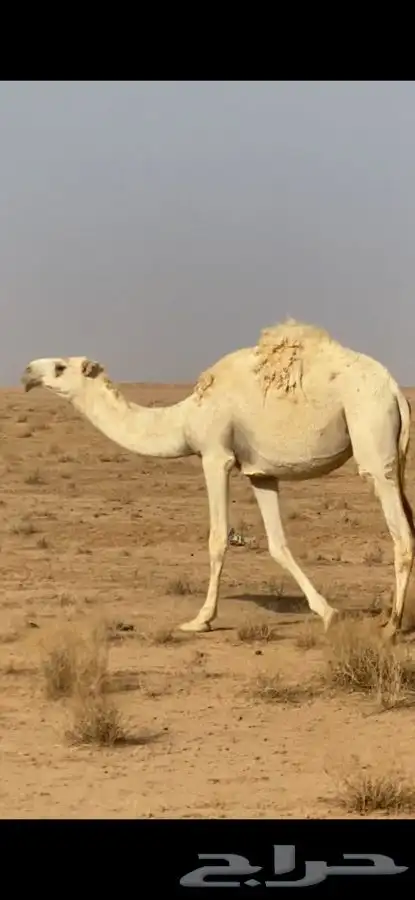 بكره وضحا حقه رمانيه 0