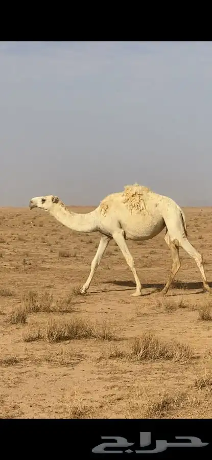 بكره وضحا حقه رمانيه 2