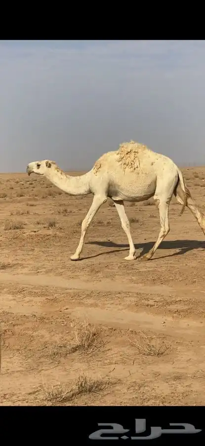 بكره وضحا حقه رمانيه 1
