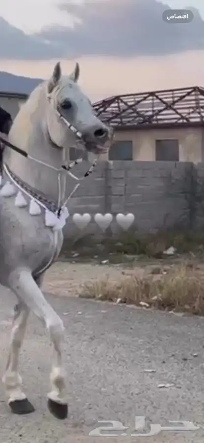 خيل فاخر جدا 6