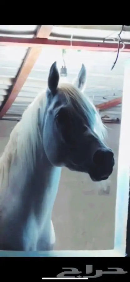 خيل فاخر جدا 3