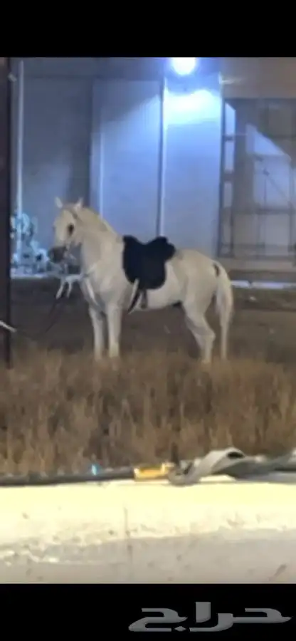 خيل فاخر جدا 1