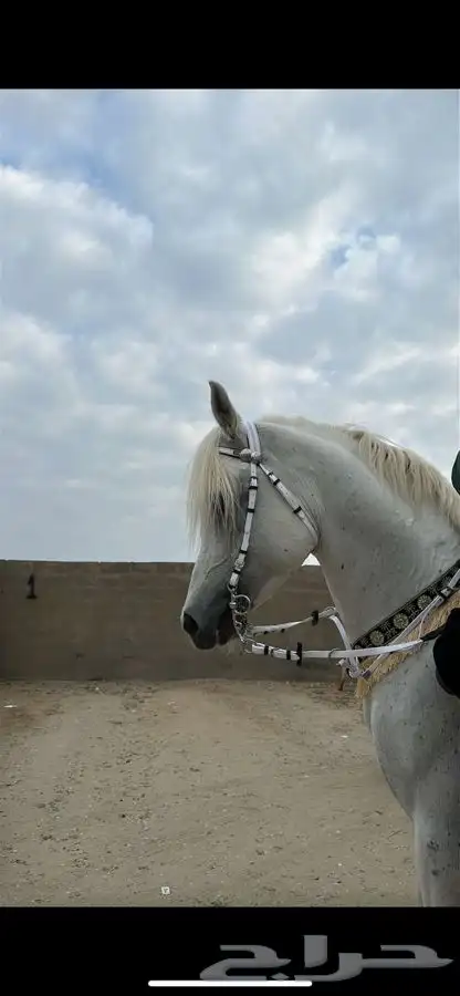 خيل فاخر جدا 0