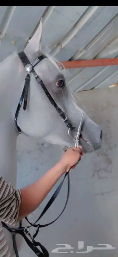 خيل فاخر جدا 2