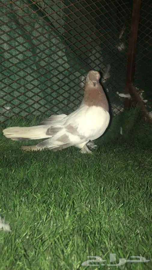 السلام عليكم طبات بيض دبل كرست و ذكر وردي خطين كرست 9