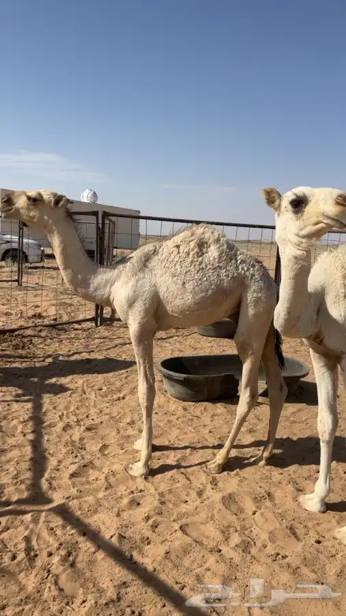 قعود قصب 1