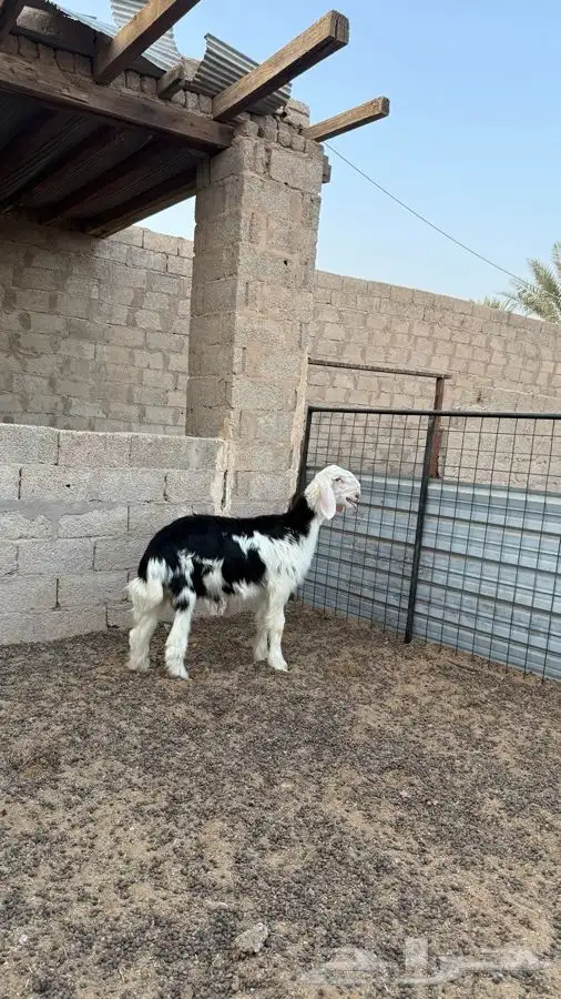 طلي نجدي (( تم البيع )) 1