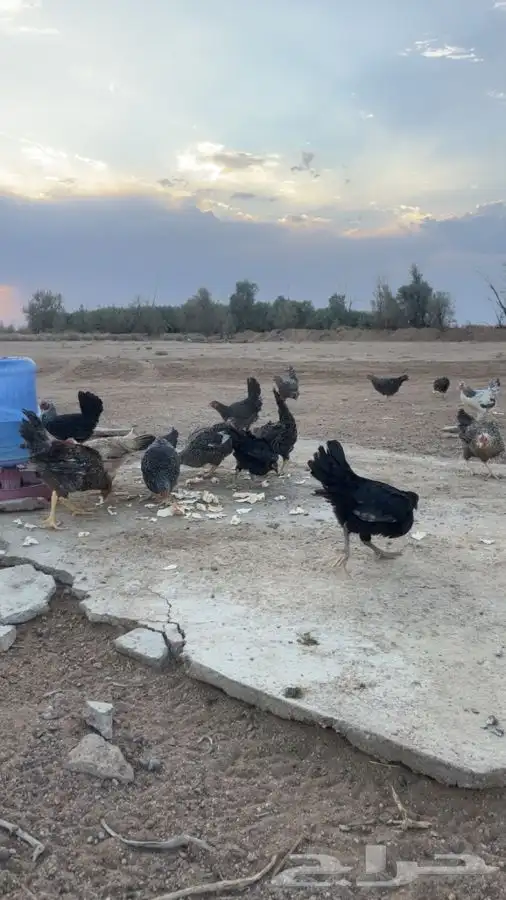 دجاج 3