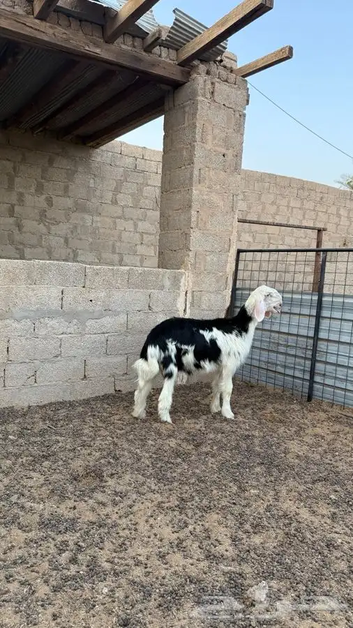 طلي نجدي (( تم البيع )) 0