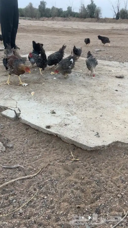 دجاج 0