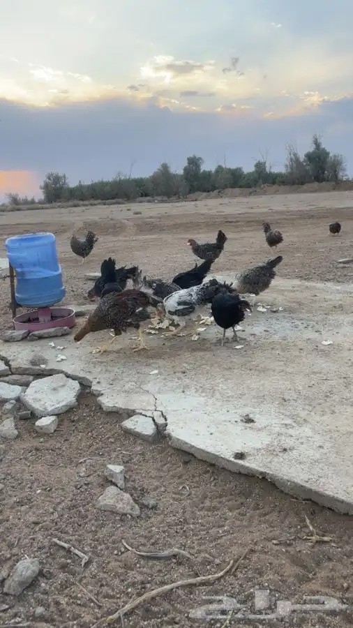 دجاج 2