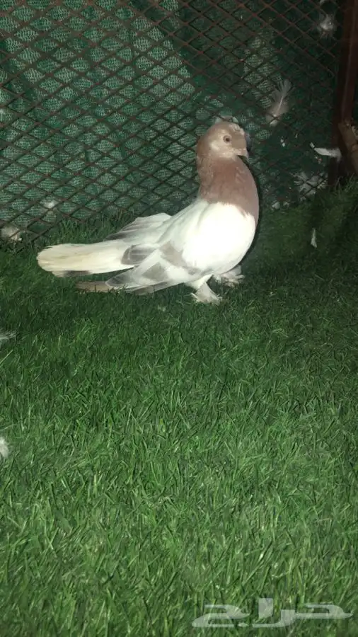 السلام عليكم طبات بيض دبل كرست و ذكر وردي خطين كرست 8
