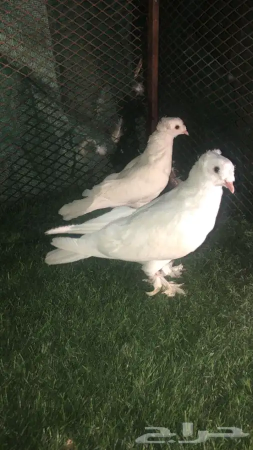 السلام عليكم طبات بيض دبل كرست و ذكر وردي خطين كرست 2