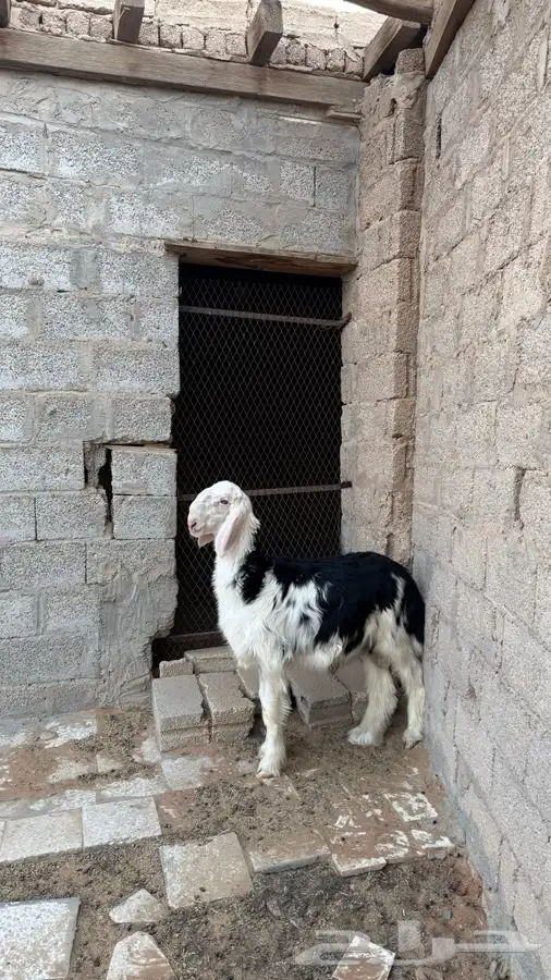 طلي نجدي (( تم البيع )) 3