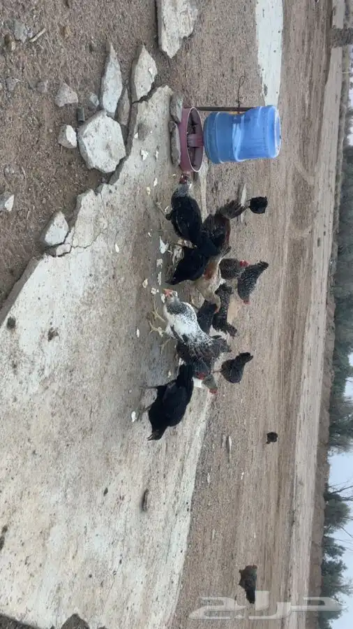 دجاج 1