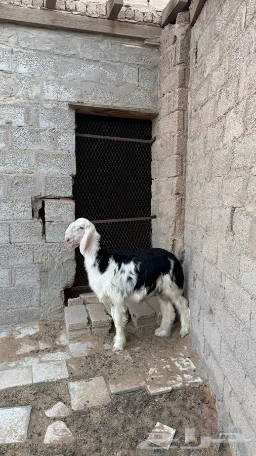 طلي نجدي (( تم البيع )) 2