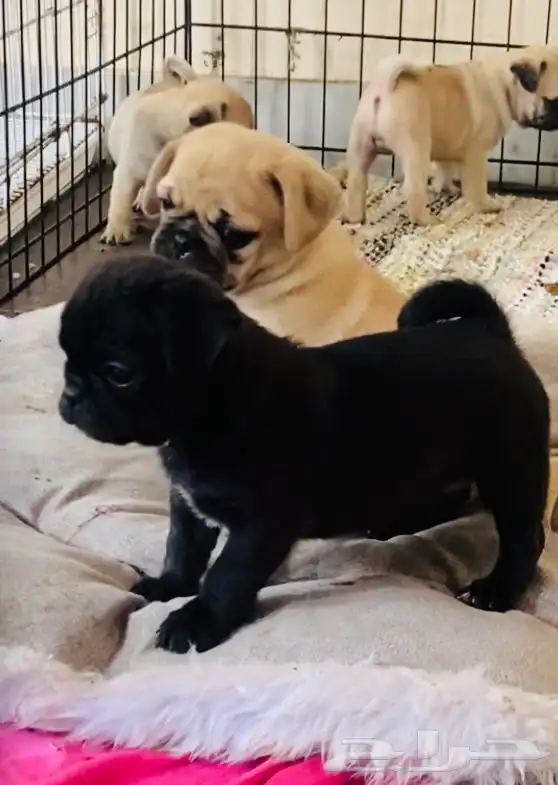 جراء بق بيور للبيع pug puppy for sale 9