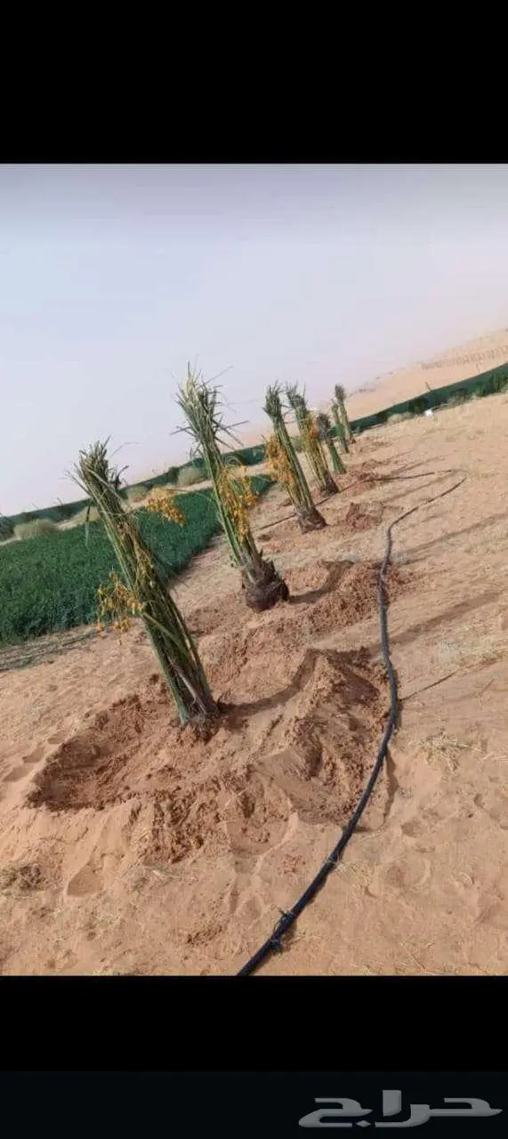نخل للبيع مثمرة جميع المقاسات متوفره 5