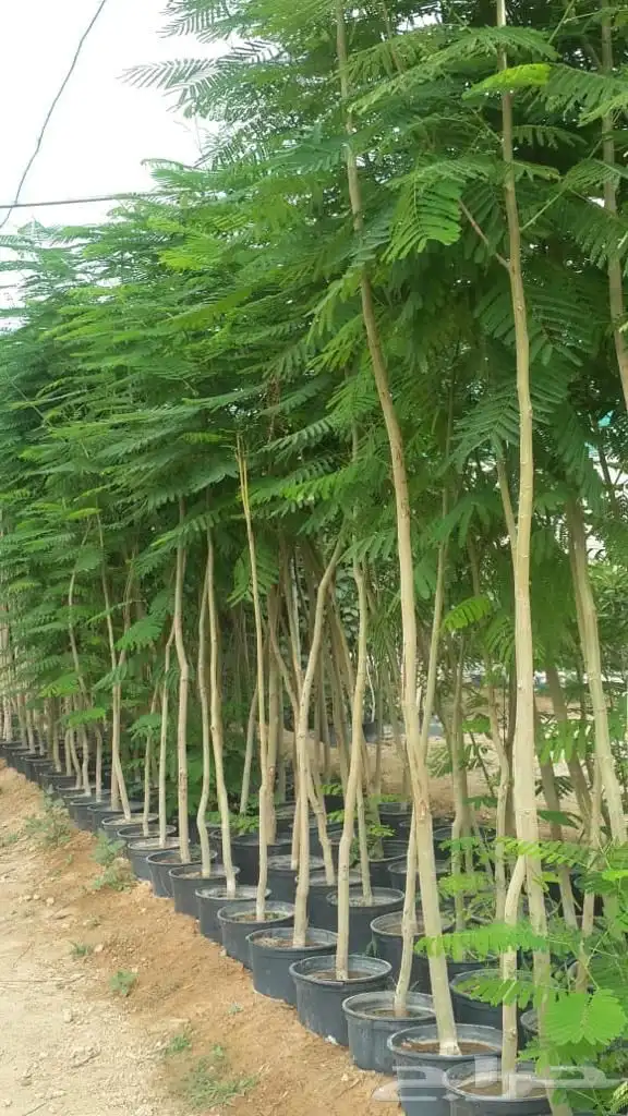 نخل واشجار وزيتون 5