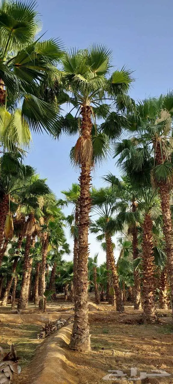 نخل واشنطني للبيع 3