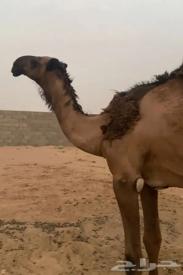 قعود حق على بعير الامير سلمان بن سلطان 0