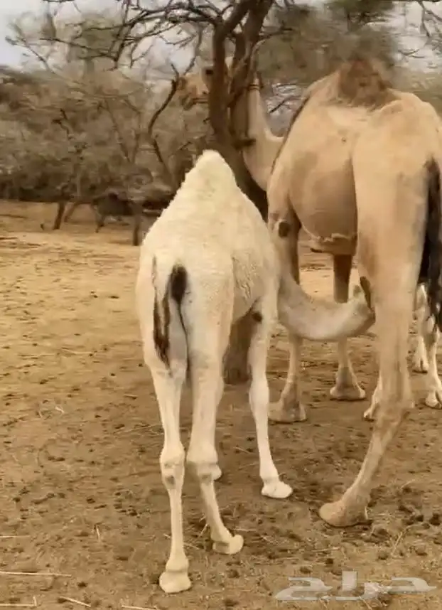 بكره كفوو فل شحم العمر ست شهور ماشالله تبارك الله 2