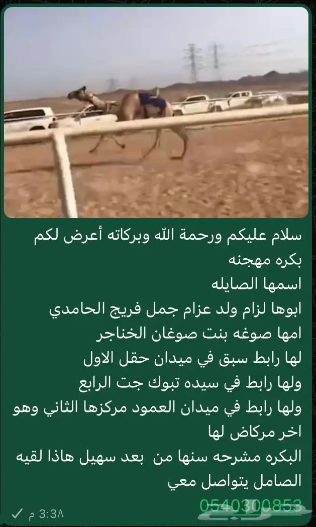 للبيع بكره مهجنه 0