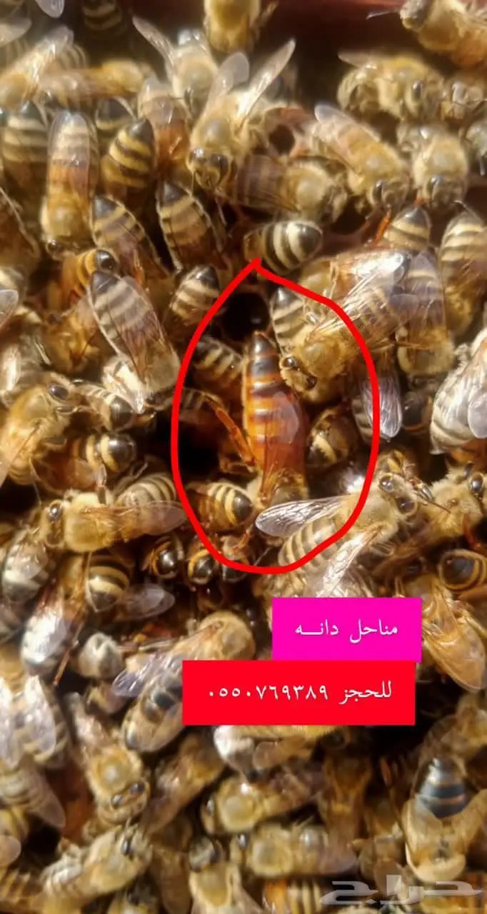 نحل مرزوم مصرى خصم 10 1