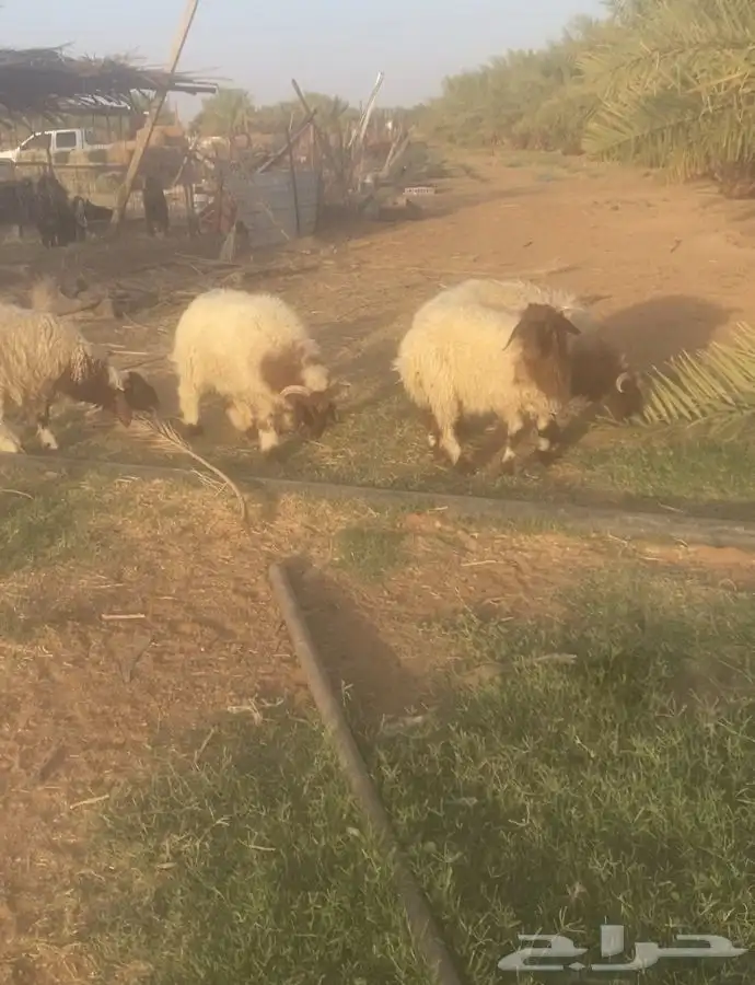 خرفان 1