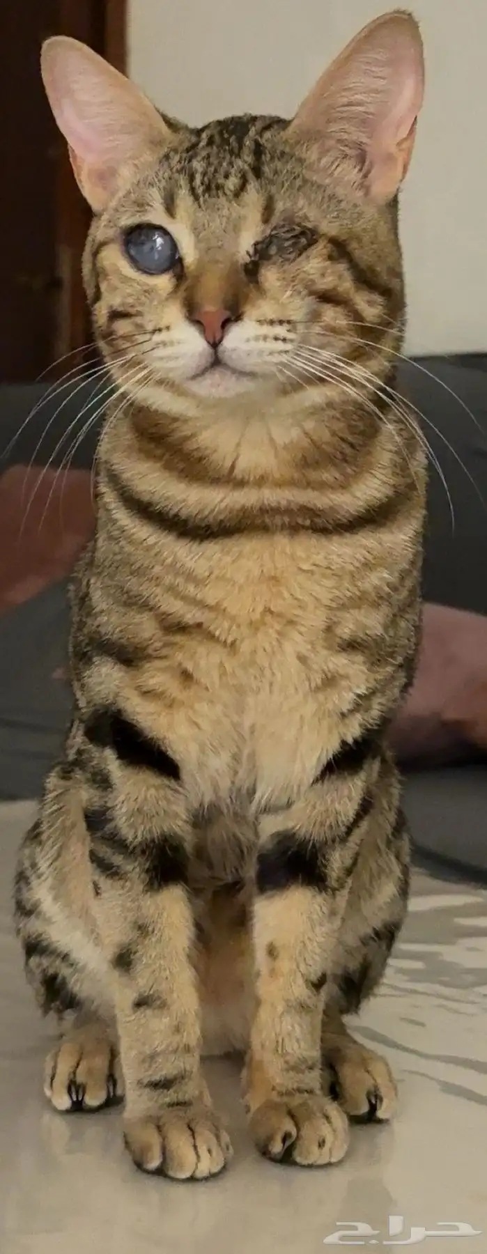 قط ضائع 4