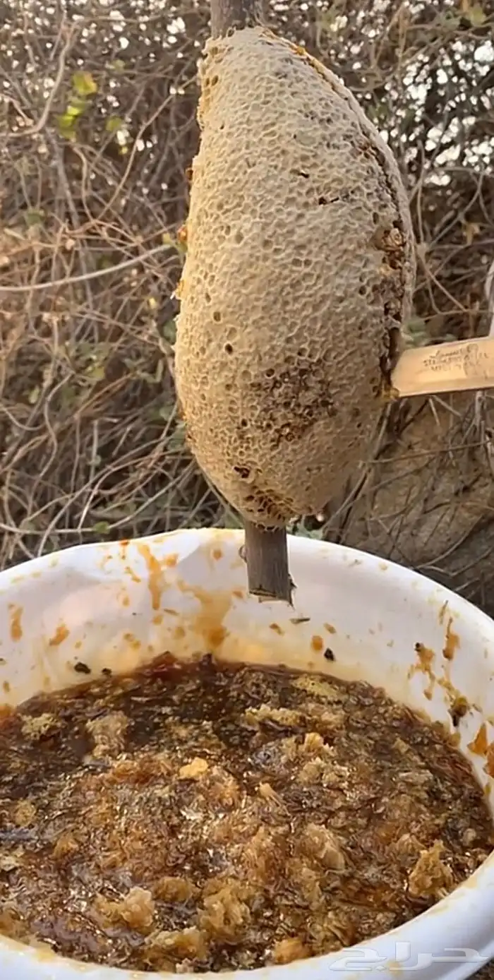 عسل النحل الجبلي الحر 4
