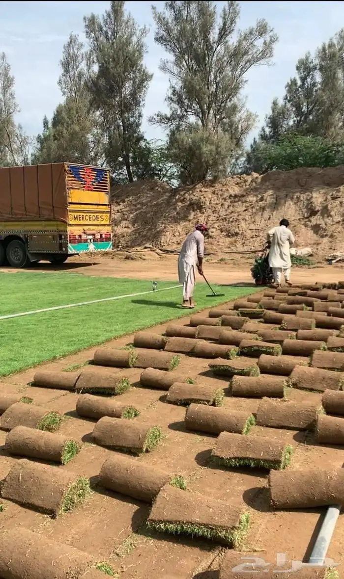 نخل واشجار وزيتون 1