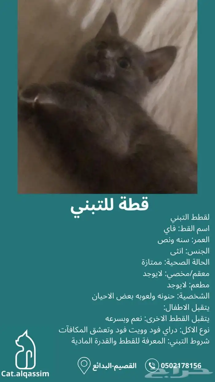 قطة بريطاني للتبني 0
